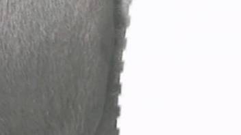 Well-endowed guy rams his massive shaft deep into this female horse's wet cunt