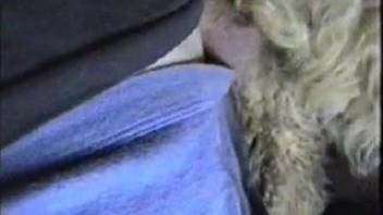 Well-endowed bestiality enthusiast penetrates his shaggy animal companion doggy-style