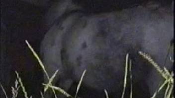 Guy carefully organizing his session of raping a mare