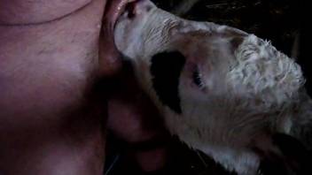 Dude's cute cock getting serviced by a horny cow