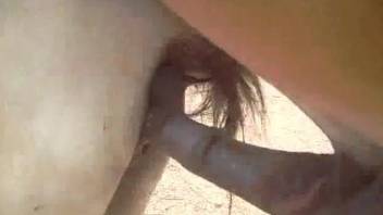 Two hung horses enjoying hardcore sex on camera