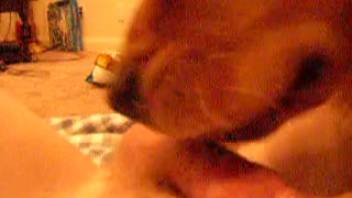 A guy relishes a fantastic oral session from his adorable pup.