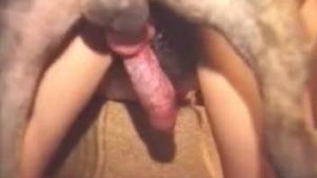 Hairy pussy babe gets fucked by a dog in a 4some