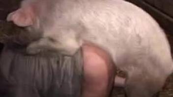 Pig plows a dude's tight butthole from behind