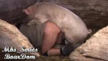 Twisted pig erotica for an aroused bestiality enthusiast