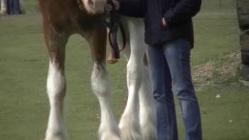 Appealing beast and its enormous, oral-ready erection