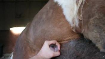 Guy masturbates horse's cock until the beast ejaculates on her