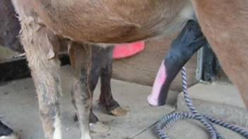 Furry zoo porn with two horses when fucking