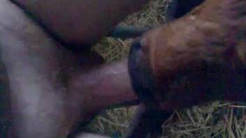Horny dude plays with the baby veal in sexual scenes