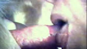 Slut chokes on the rigid canine penis in explicit adult video