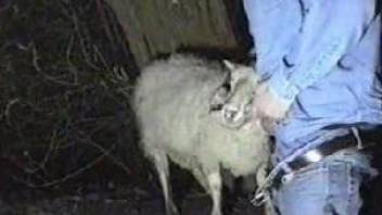 Clothed man wants to fuck the sheep
