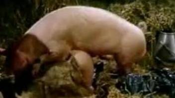 Vintage zoo fuck scene featuring a sexy-ass pig