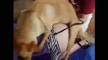 Curvy university student being screwed by a well-hung canine
