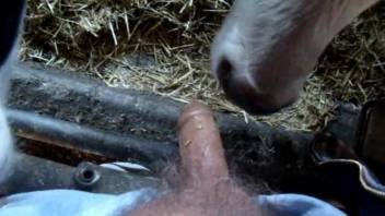 Cow licking this dude's tiny cut dong in POV