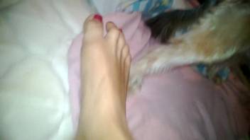 Pleasant foot stimulation for a very perverted dog in point-of-view