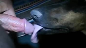 Guy chooses to aggressively throat-fuck his obedient dog