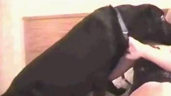 Thick blonde gets her pussy fucked by a black dog