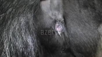 Horny man sticks his whole penis into a horse ass