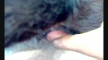 Exclusive footage of the guy intensely pounding his cow