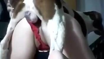 Hot slut is being pounded from behind by a canine