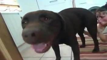 Brunette blows a big-dicked black dog up close