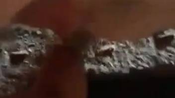 Intimate footage of a perverted beast and a bestiality lover
