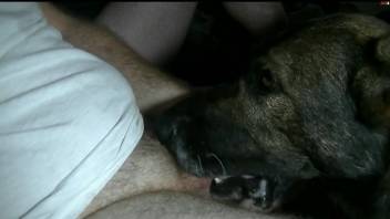 Dog licks owner's big dick during his masturbation session