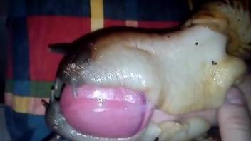 Snails covering a hot uncut cock in their goo