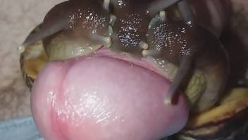 Snails crowding around the dude's dick and slathering it with slime