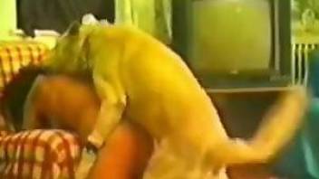 Retro bestiality sex clip featuring rough fucking