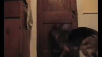 Hung stud obliterates this pup's narrow opening