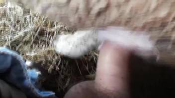 Sexy sheep getting fucked by a horny dude from behind