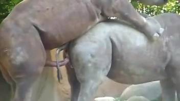 Sexy rhino goes ballistic on another rhino's pussy