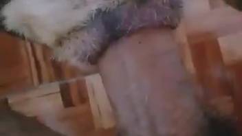 Guy bangs a hot beast's narrow butt in point-of-view perspective
