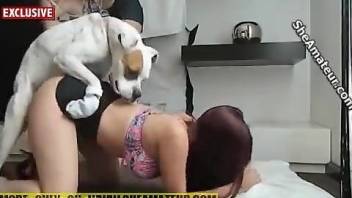 Passionate bestiality video with a redhead in a mask