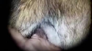 Guy digitally penetrates fluffy creature and becomes sexually excited