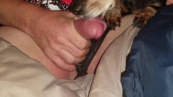 Dude in slutty panties gets a blowjob from a dog