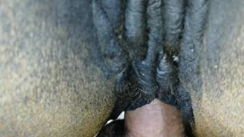Dude with an uncut cock cums on a mare's pussy