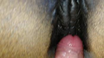 Guy with an uncircumcised dick ejaculates on a female horse's vagina