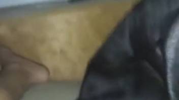 Guy with an erect dick tempting his canine in point-of-view