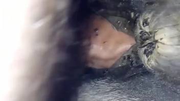 Aroused guy pounding a female horse's snug vagina doggystyle