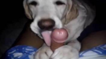 Cute animal licking that beautiful dick in POV