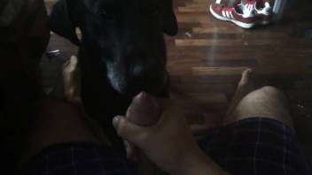Hound is set to take this dude's enormous cumshot
