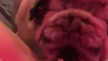 Bulldog munching on a chick's snatch in a steamy POV clip
