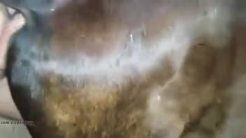 Guy banging a female horse's cunt from the rear in a steamy clip
