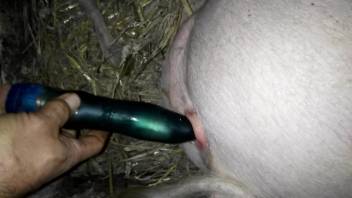 Dude uses a toy to punish a pig's pussy from behind