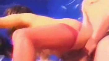 Brunette in stockings gets screwed by a brown dog