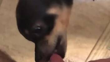 POV oral pleasuring from a very good-looking dog
