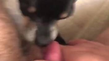 Amateur guy films himself when masturbating with the dog