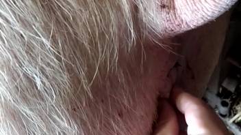 Guy digitally penetrates fluffy beast's rear and slit in twisted adult flick